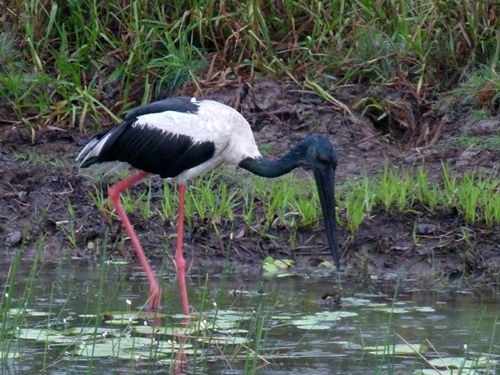 Jabiru